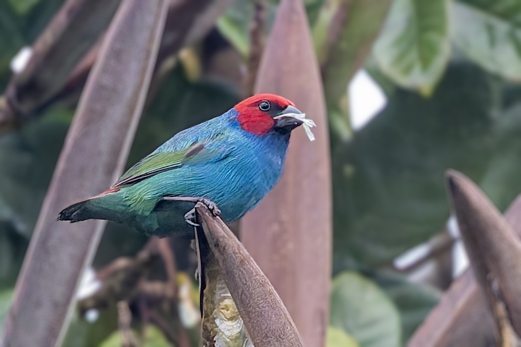 Royal Parrotfinch - ML624741229