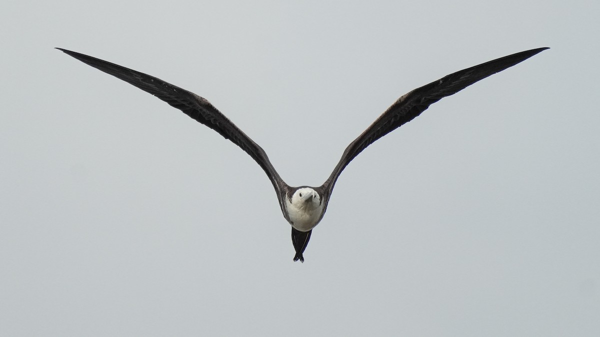 Magnificent Frigatebird - ML624741248