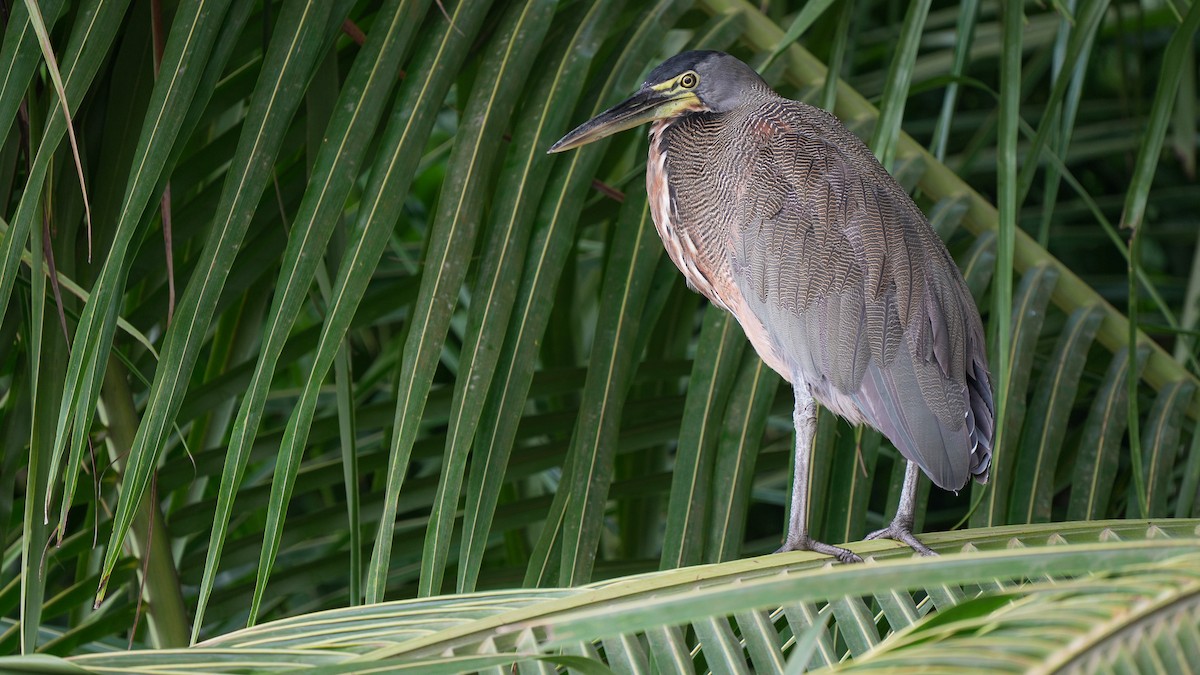 Bare-throated Tiger-Heron - ML624741255
