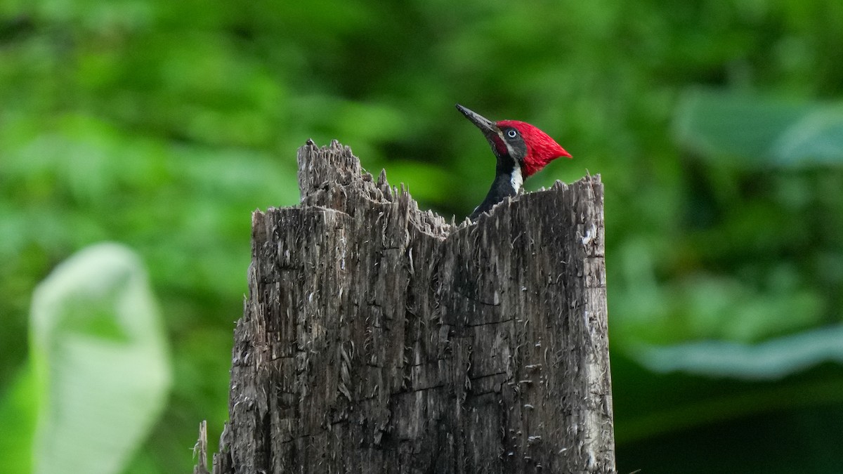 Lineated Woodpecker - ML624741262