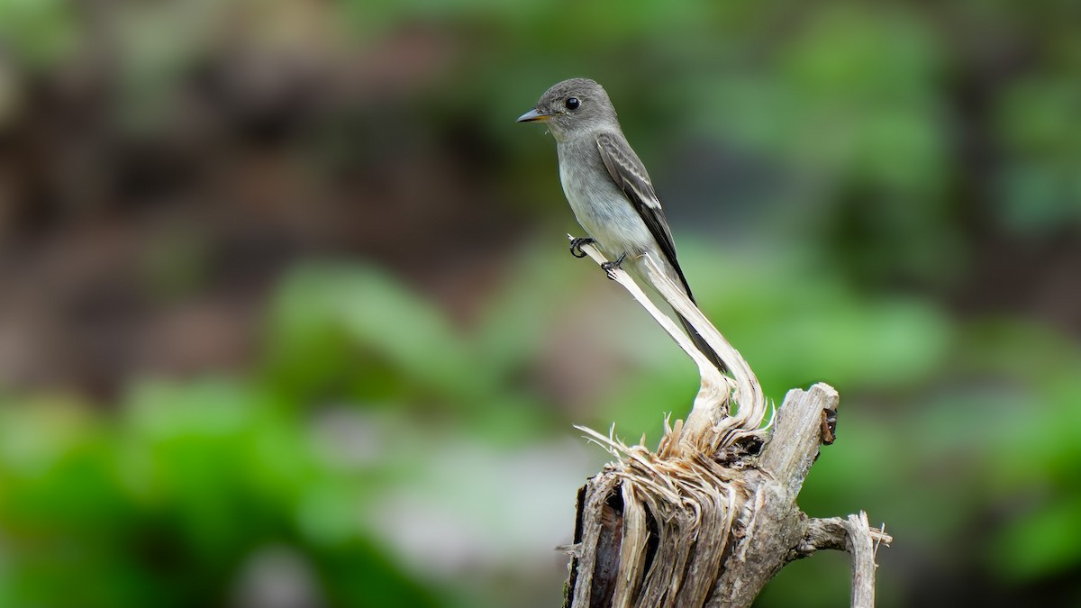 Western Wood-Pewee - ML624741264