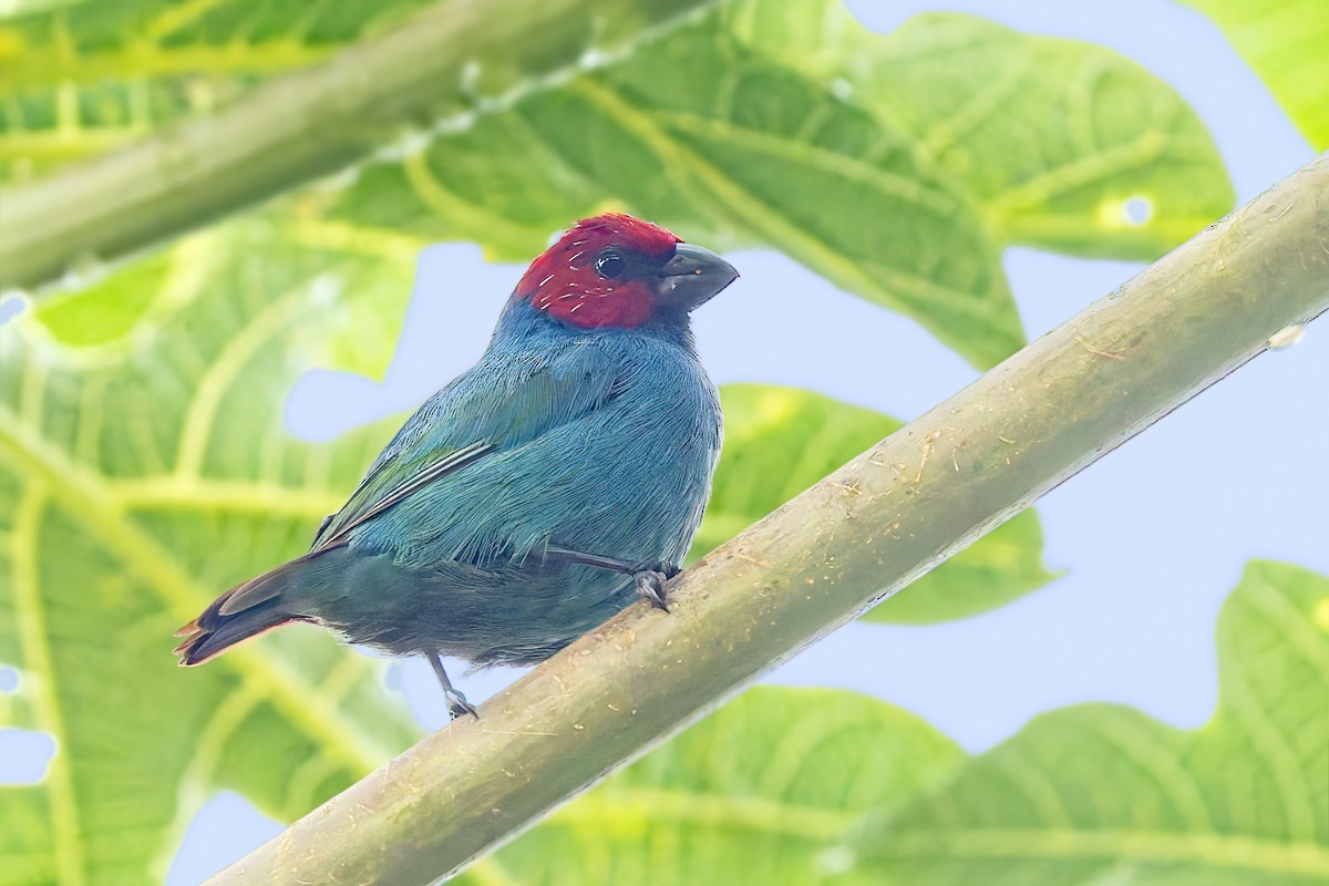 Vanuatu Papağan İspinozu - ML624741283