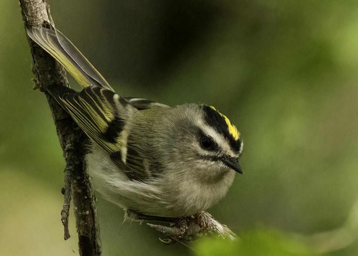 Golden-crowned Kinglet - ML624741323