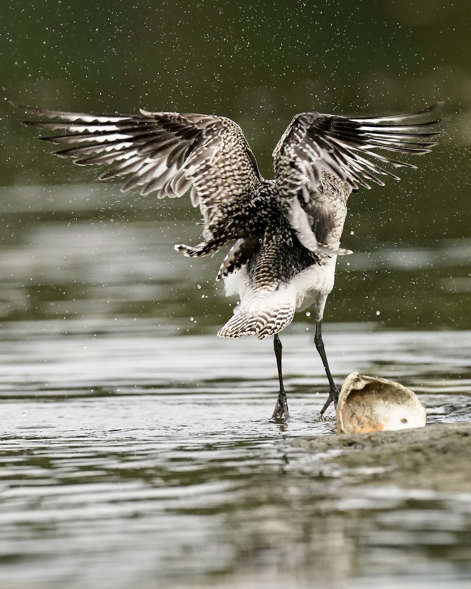 Black-bellied Plover - ML624741572