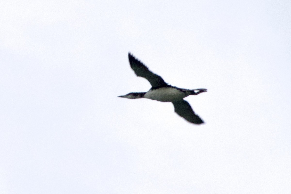 Common Loon - ML624741599