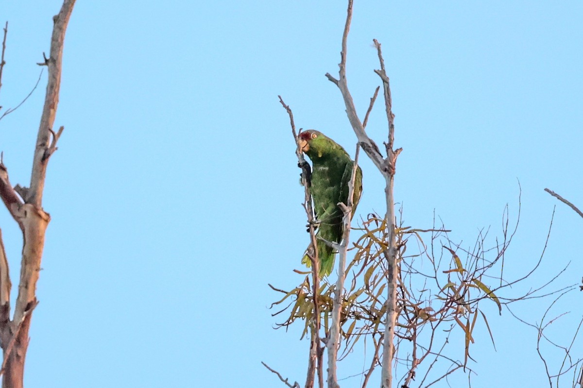 Lilac-crowned Amazon - ML624741634