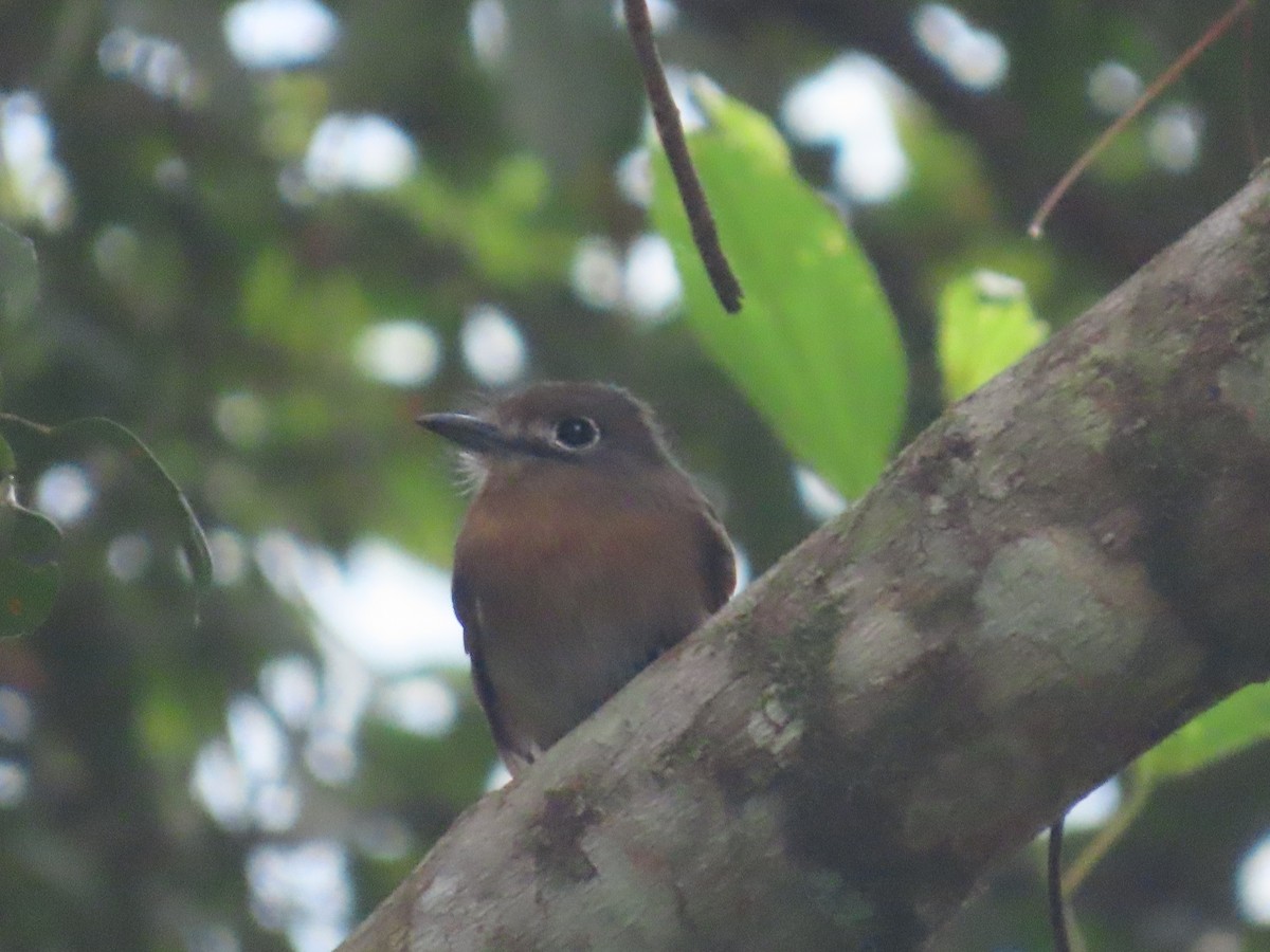 Rusty-breasted Nunlet - ML624741680