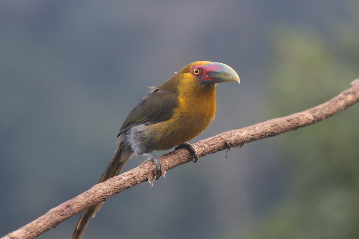 Saffron Toucanet - ML624741799