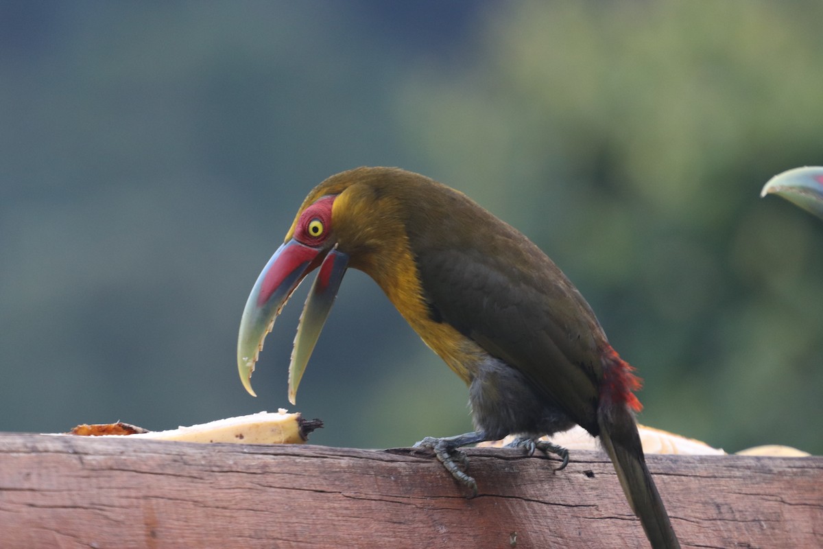 Saffron Toucanet - ML624741800