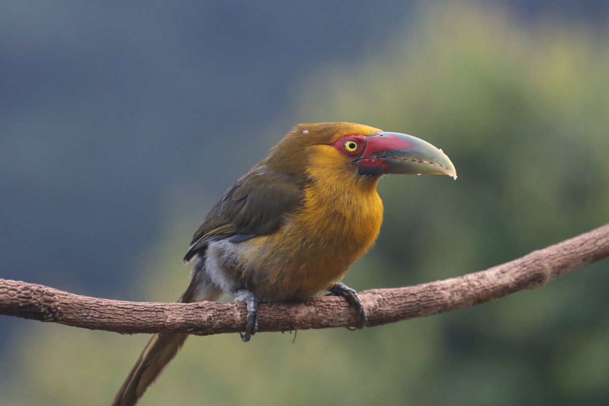 Saffron Toucanet - ML624741932