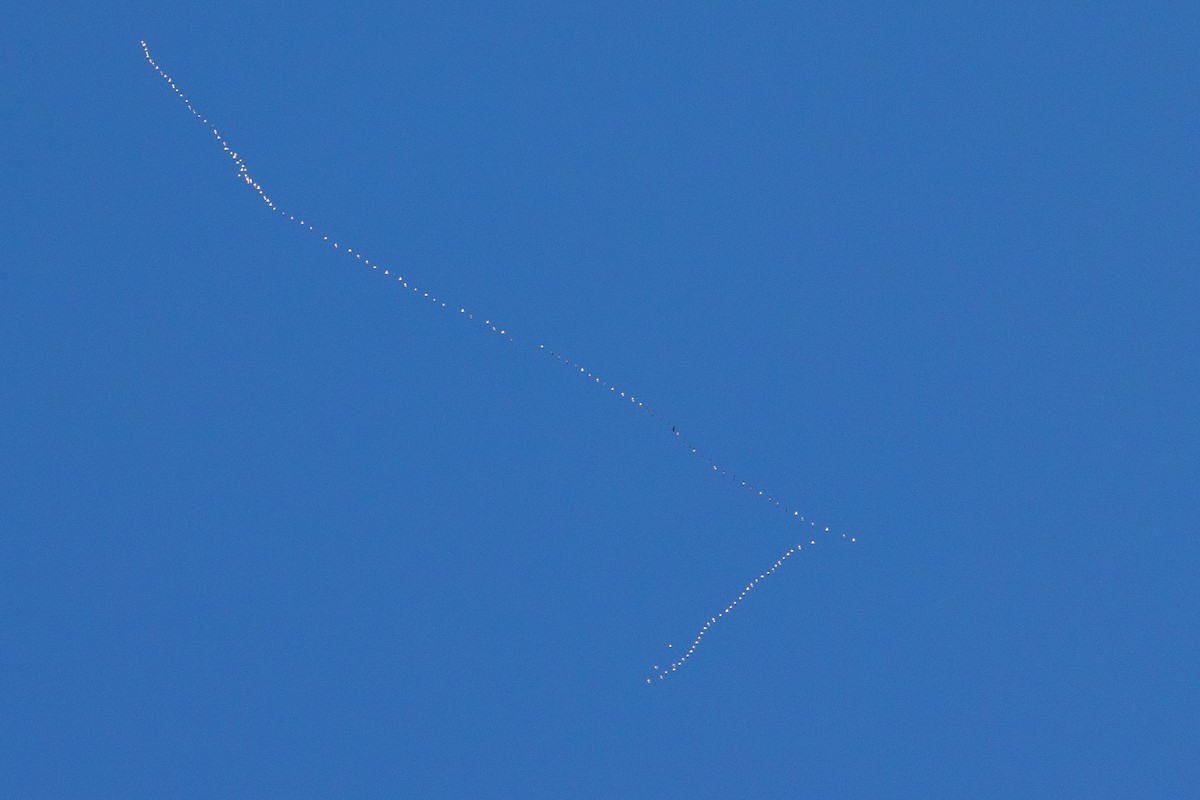 Snow Goose - ML624741951
