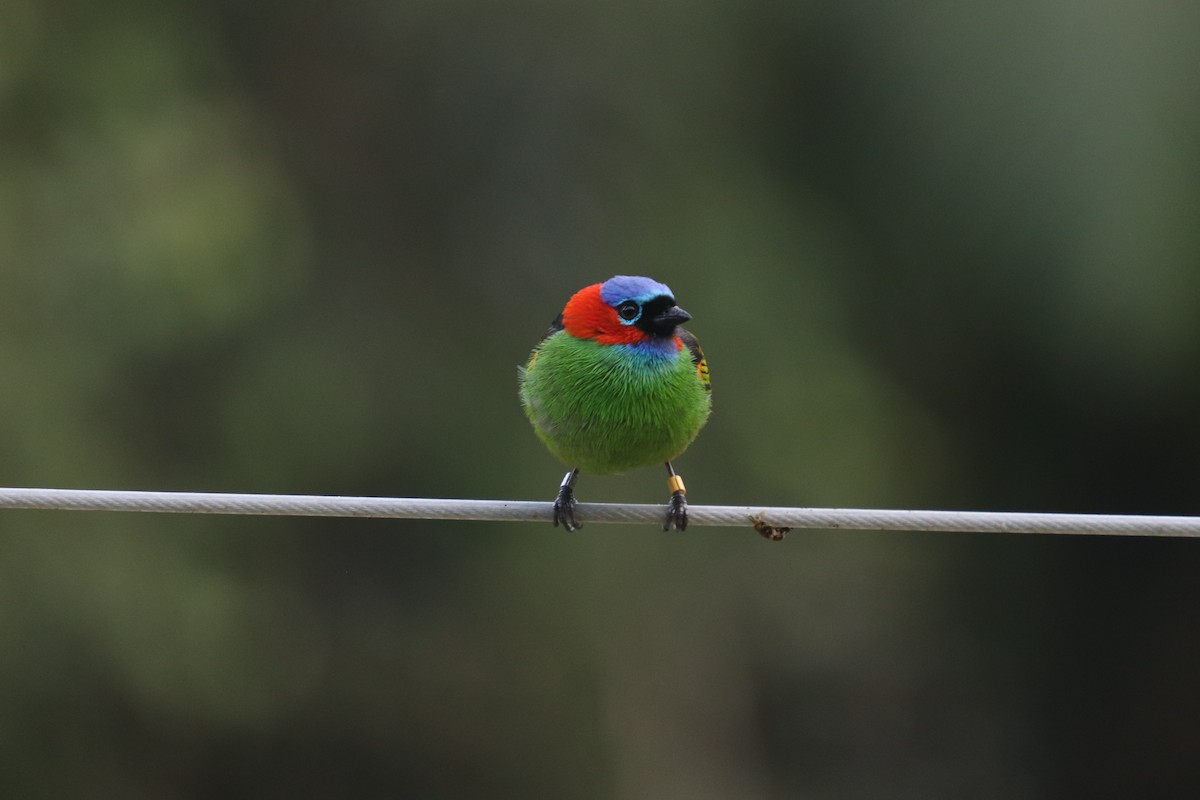 Red-necked Tanager - ML624741959