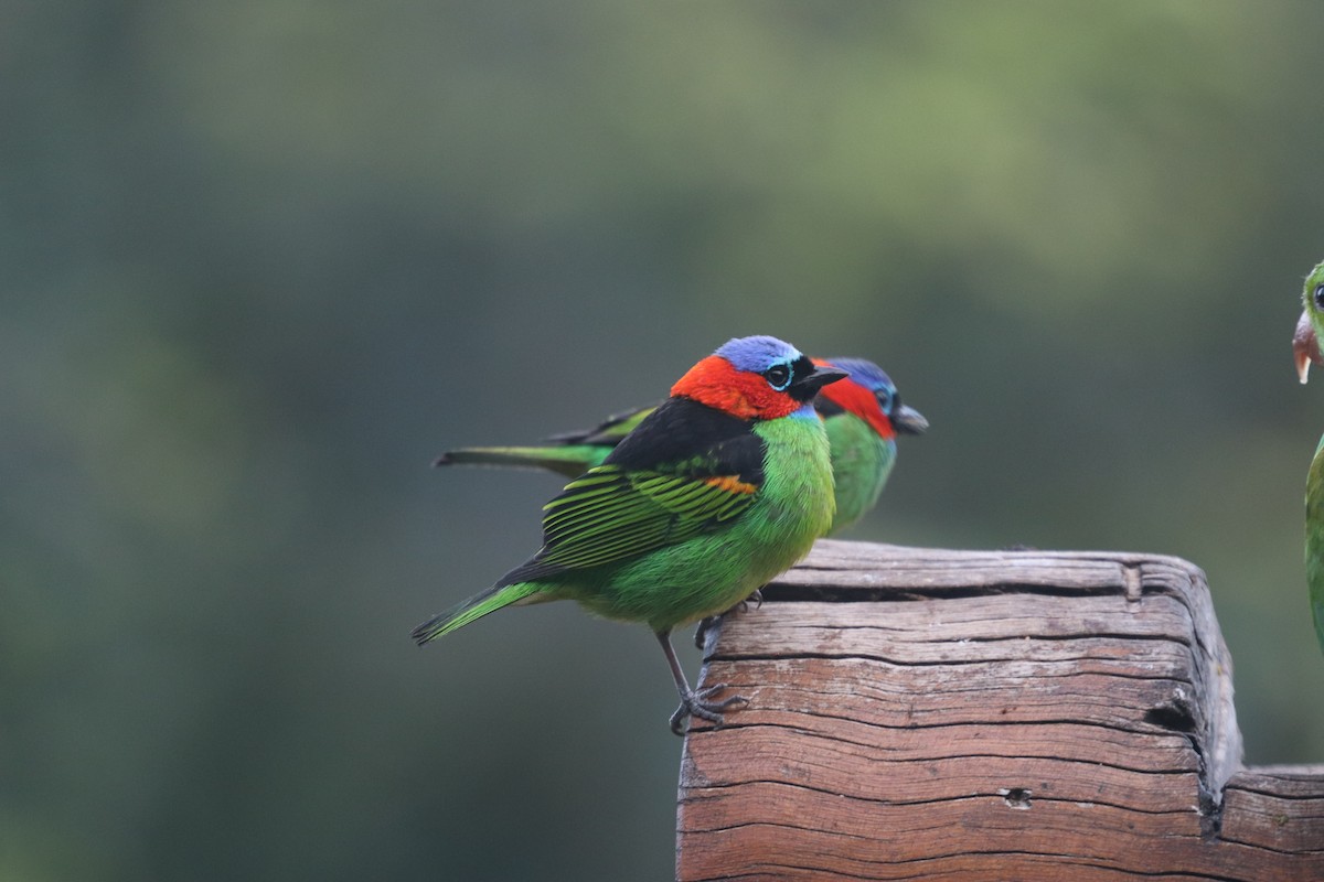 Red-necked Tanager - ML624741964