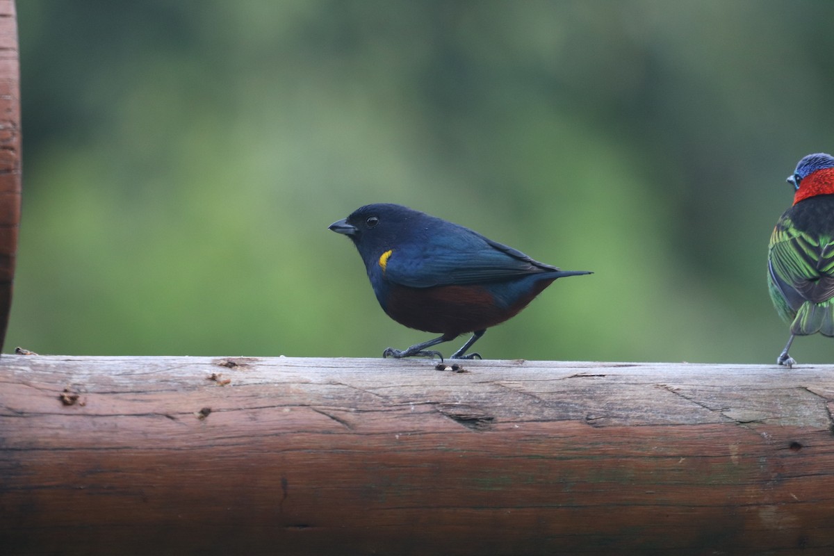 Chestnut-bellied Euphonia - ML624742007