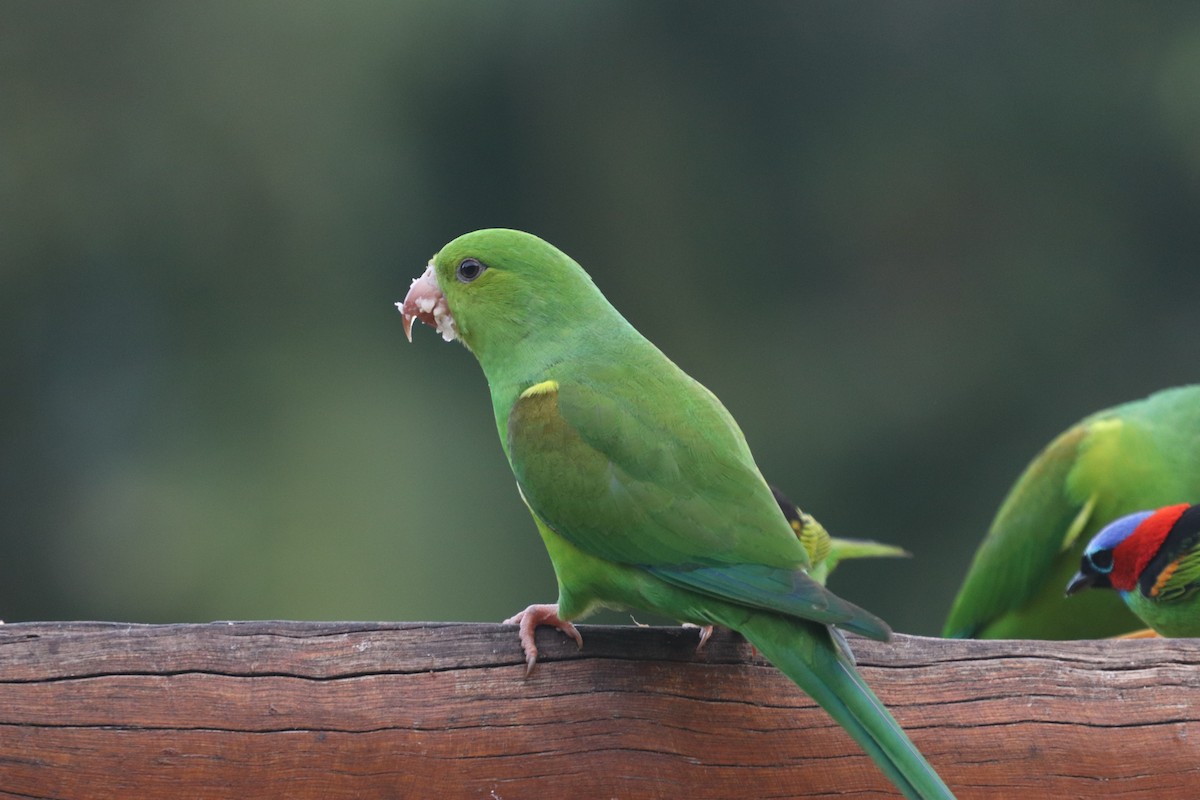 Plain Parakeet - ML624742024