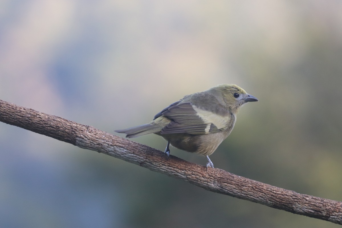 Palm Tanager - ML624742041