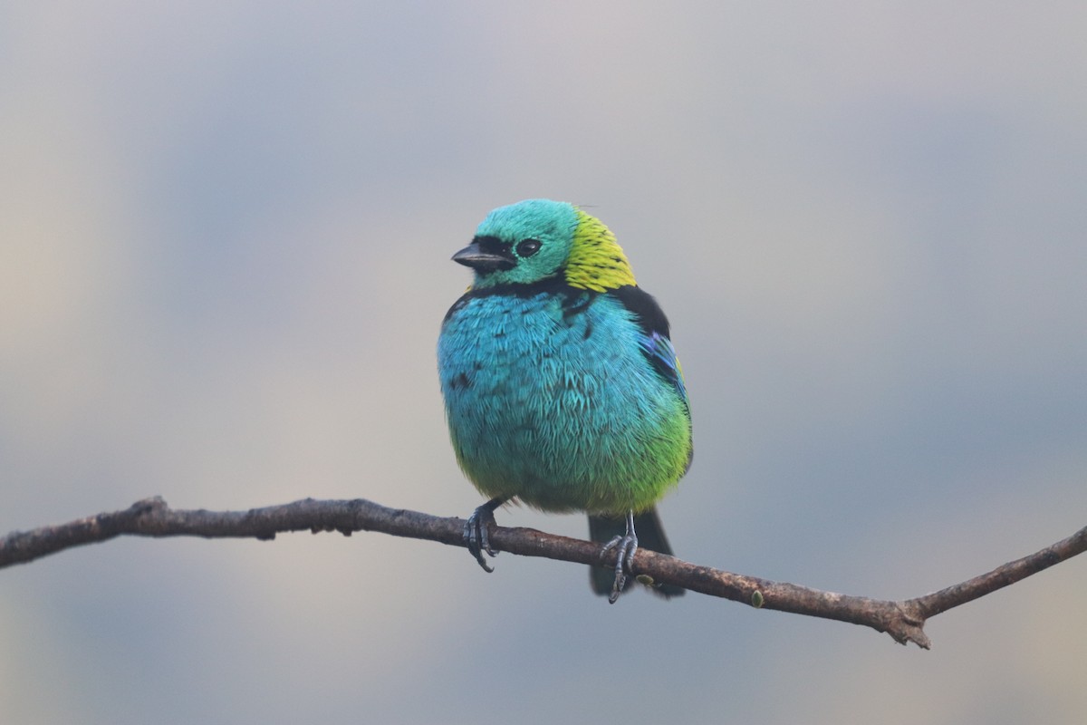 Green-headed Tanager - ML624742063