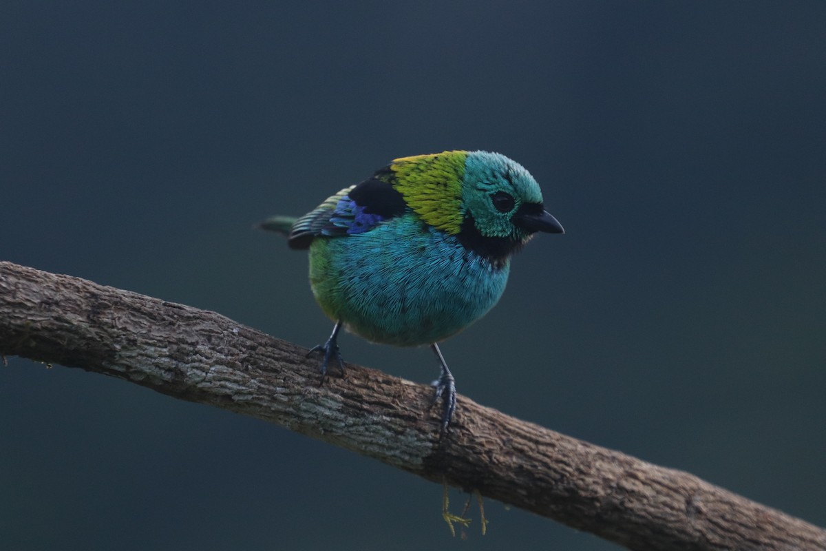 Green-headed Tanager - ML624742097