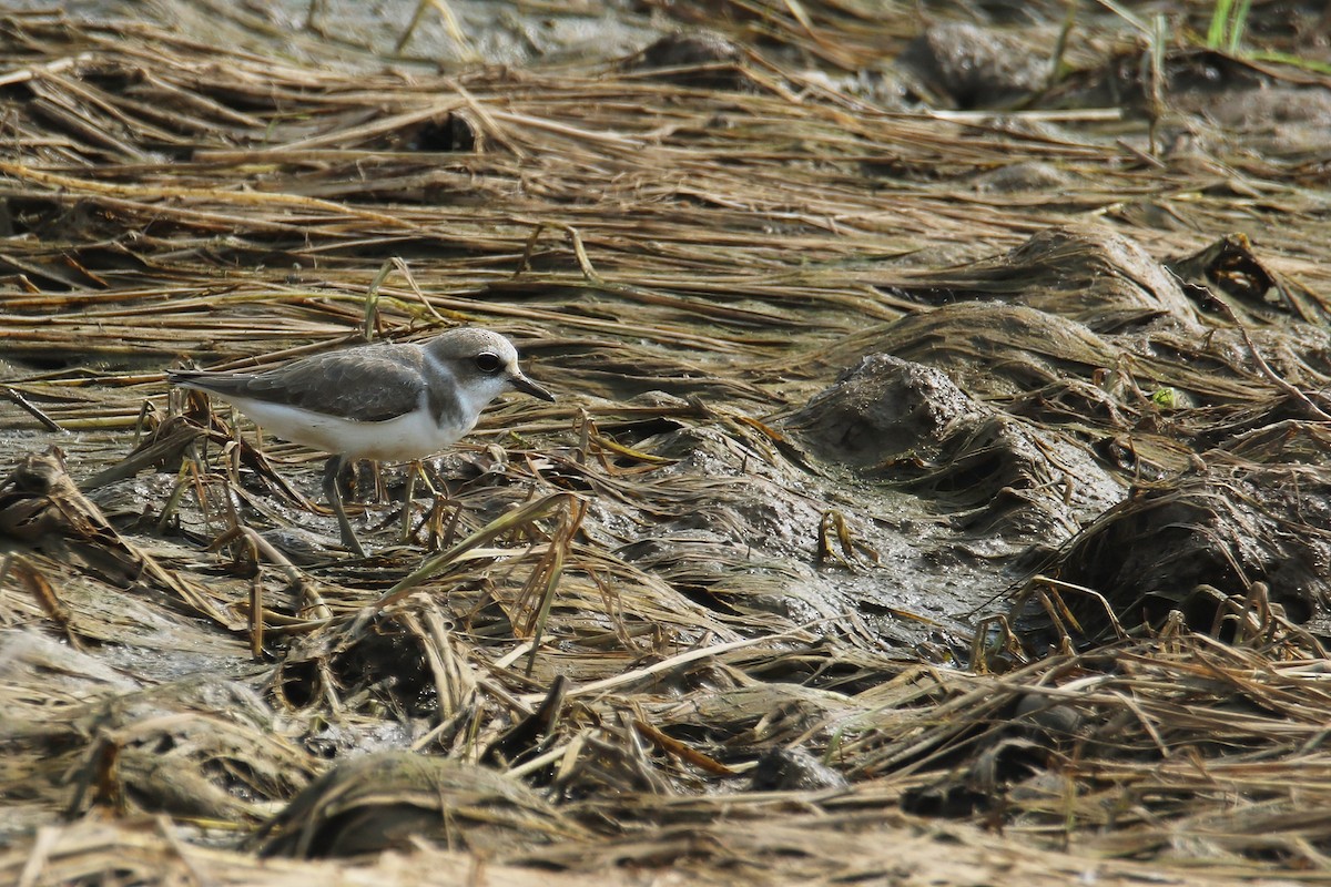 Seeregenpfeifer (alexandrinus/nihonensis) - ML624742138