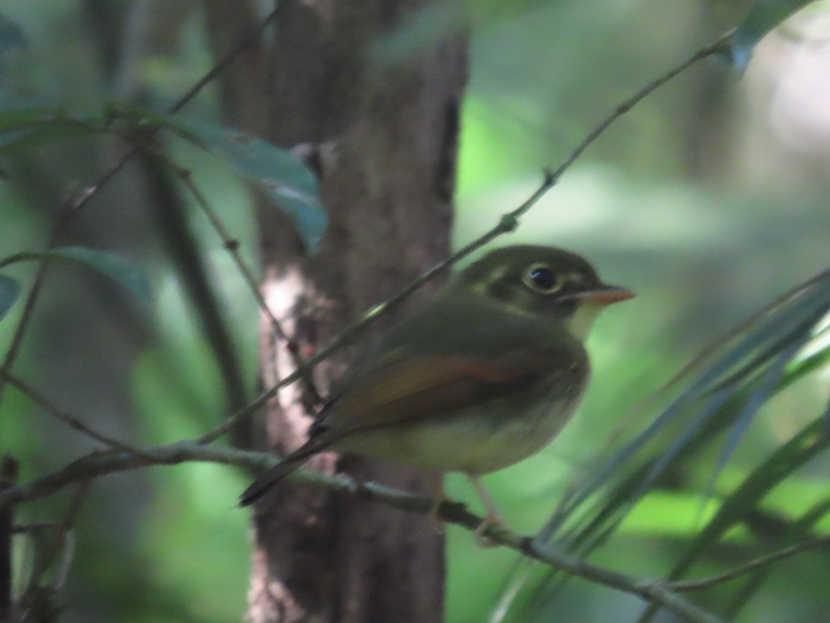 Russet-winged Spadebill - ML624742170