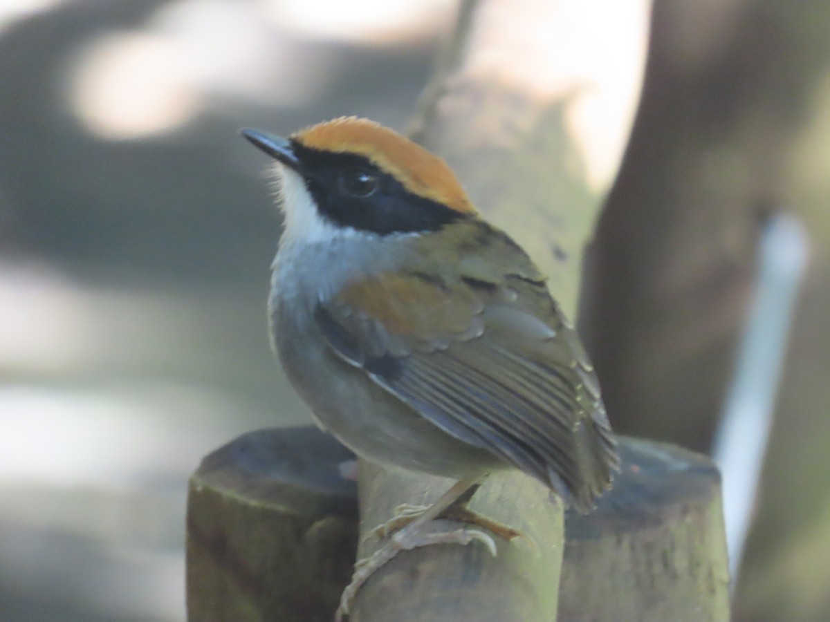 Black-cheeked Gnateater - ML624742215