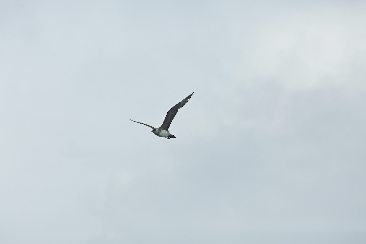 Parasitic Jaeger - ML624742429