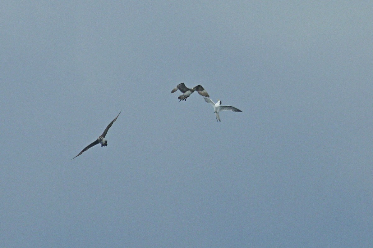 Parasitic Jaeger - ML624742431