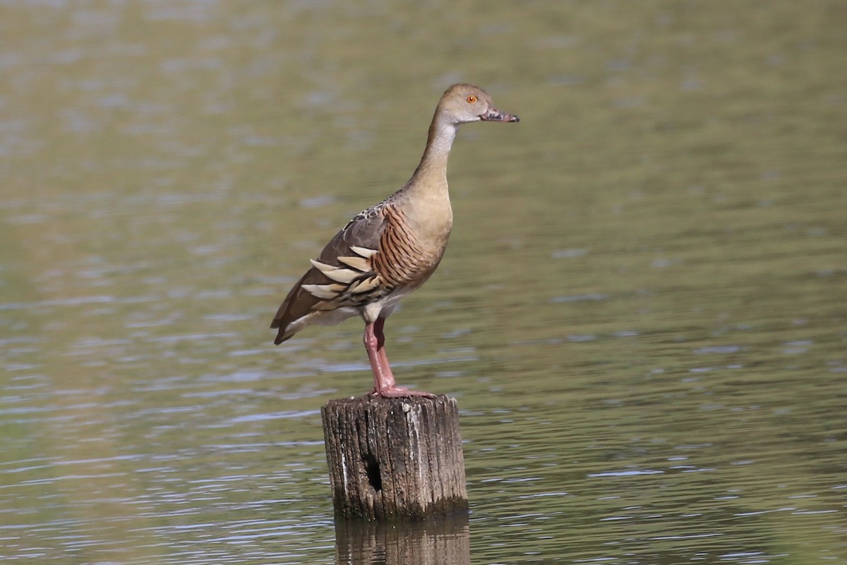 Plumed Whistling-Duck - ML624742844