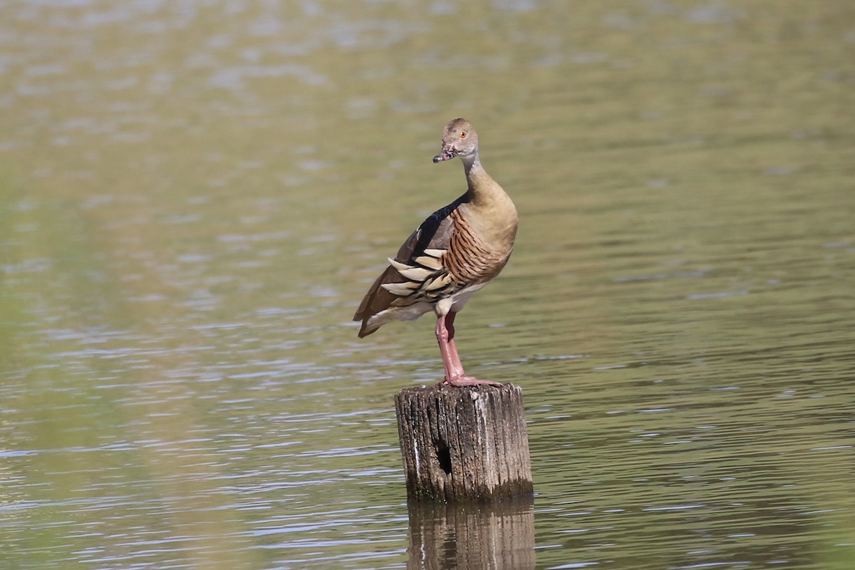 Plumed Whistling-Duck - ML624742845