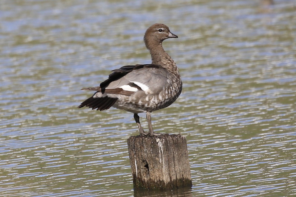 Maned Duck - ML624742854