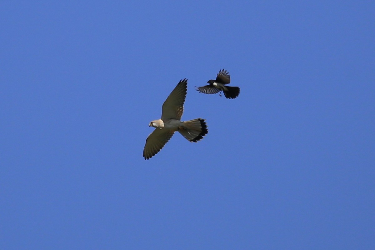 Nankeen Kestrel - ML624742868