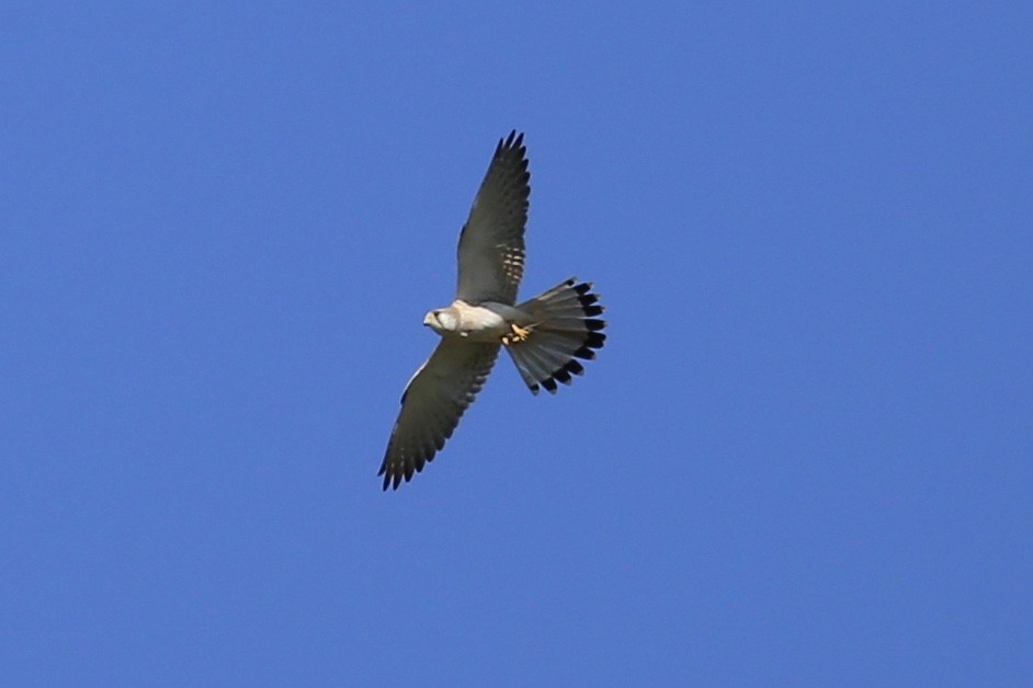 Nankeen Kestrel - ML624742869
