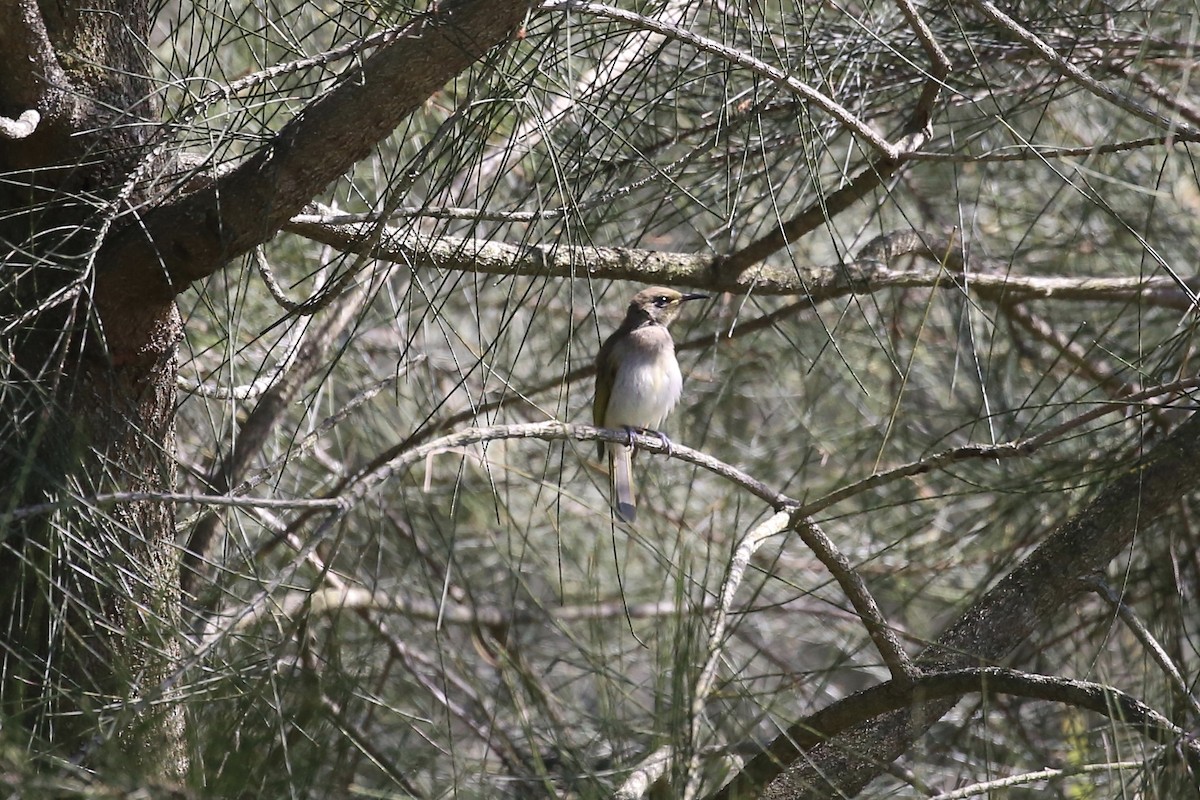 Brown Honeyeater - ML624742878