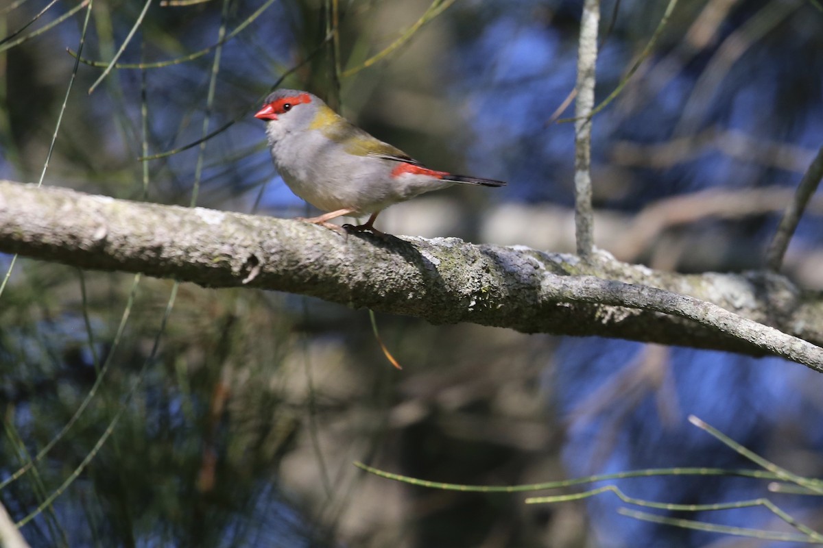 Red-browed Firetail - ML624742928