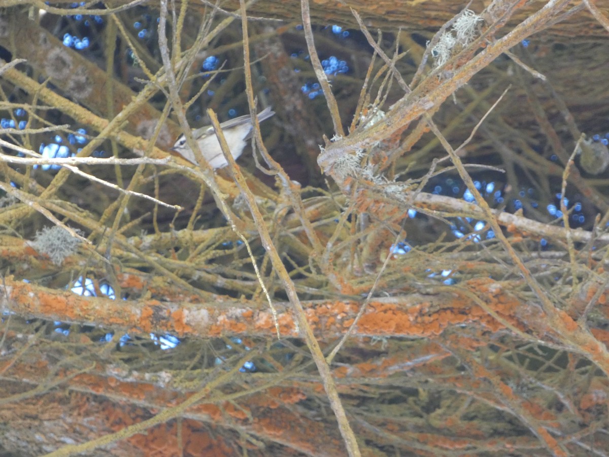 Golden-crowned Kinglet - ML624742959