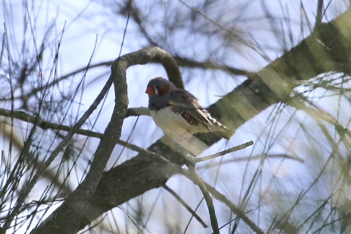 Zebra Finch (Australian) - ML624743002