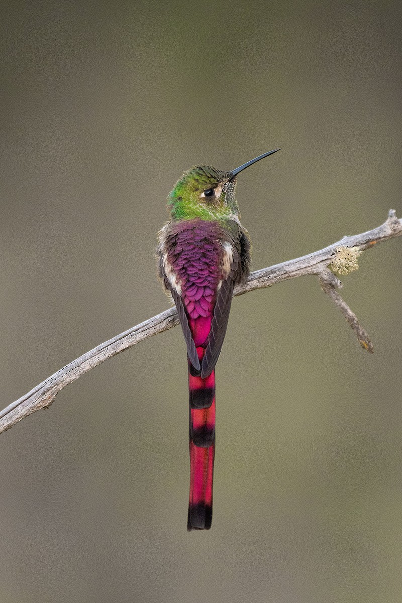 Red-tailed Comet - ML624743021