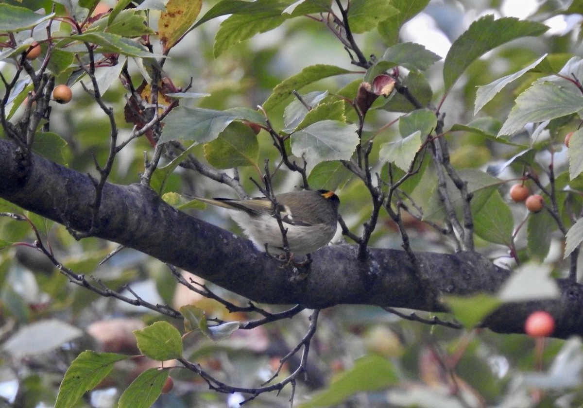 Golden-crowned Kinglet - ML624743092