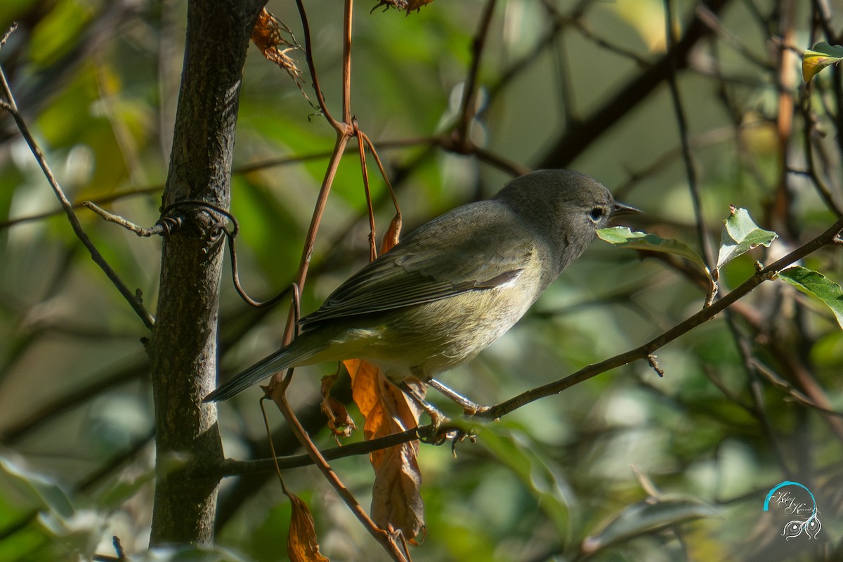 Orange-crowned Warbler - ML624743215