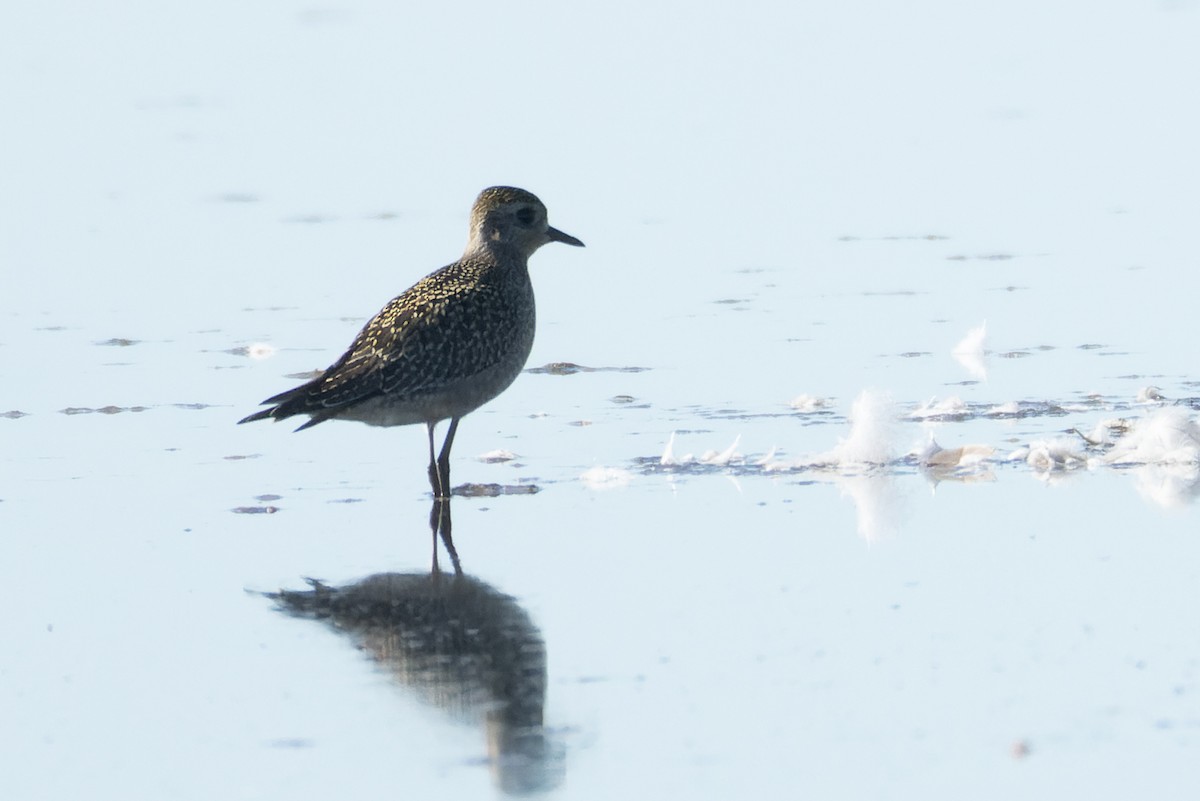 American Golden-Plover - ML624743676