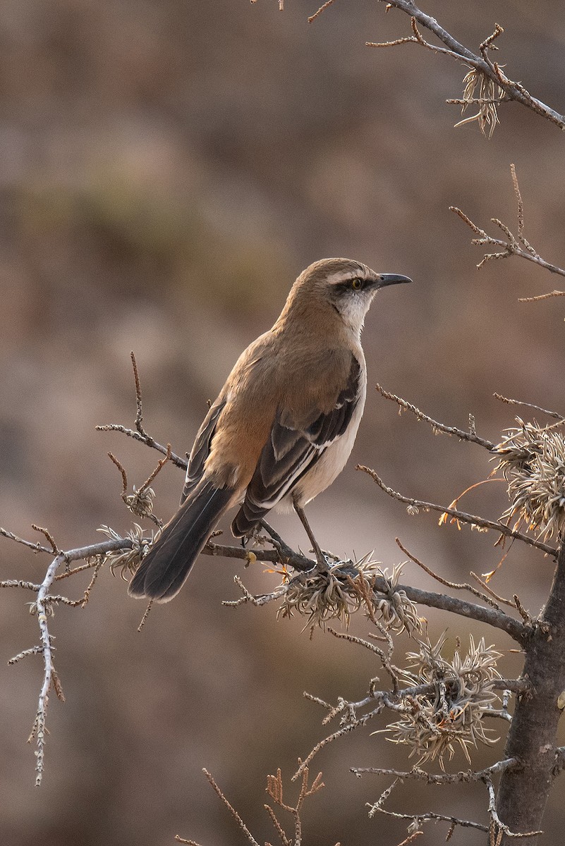 Brown-backed Mockingbird - ML624743776