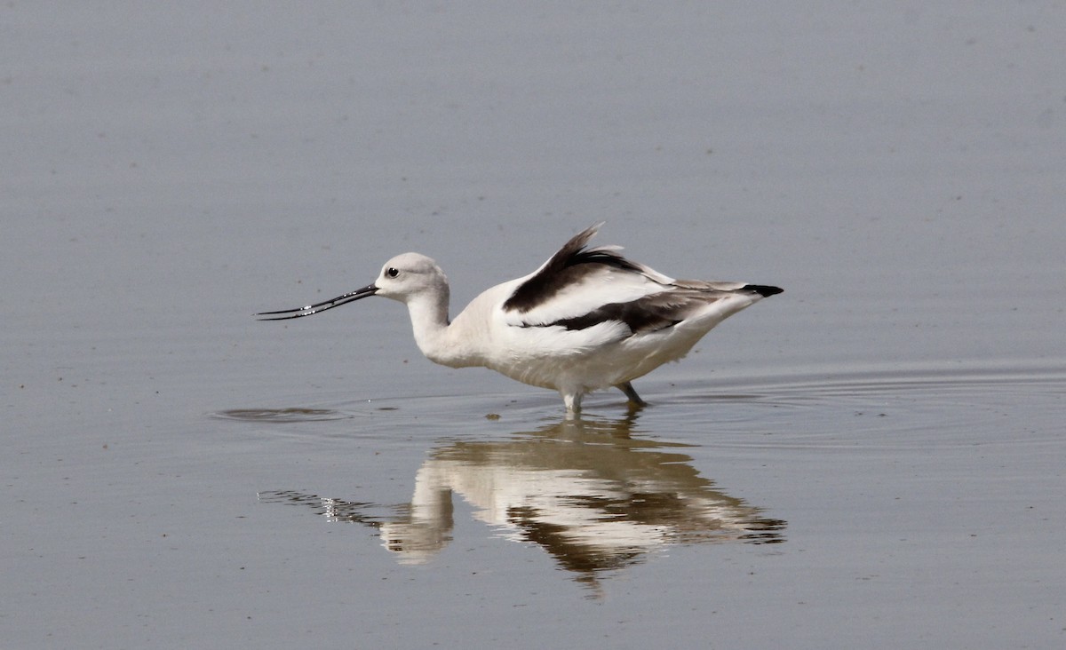 American Avocet - ML624743840