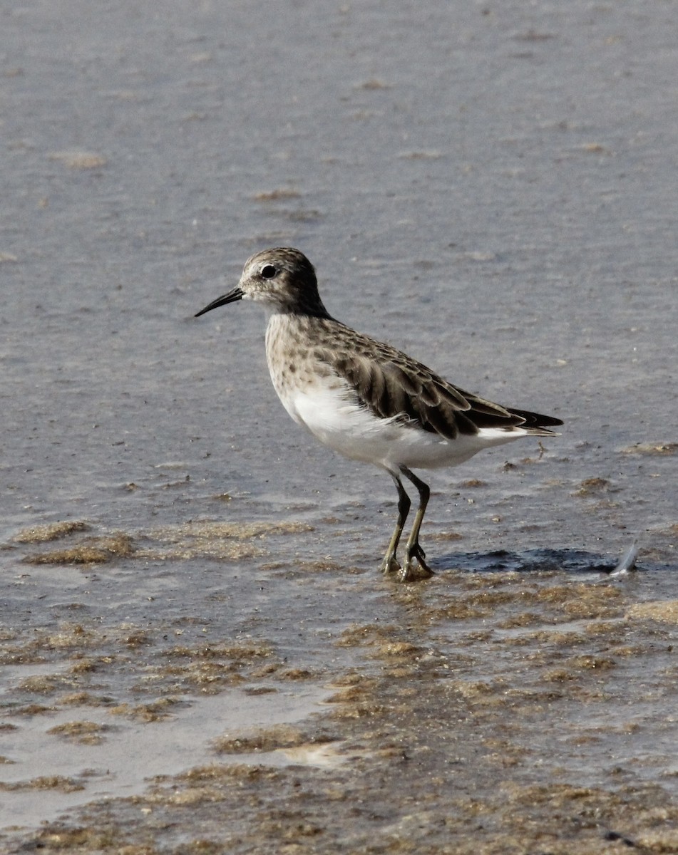 Least Sandpiper - ML624743856