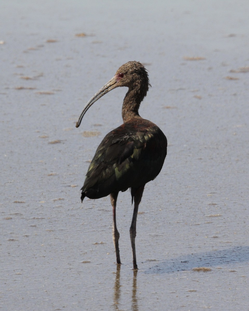 White-faced Ibis - ML624743870