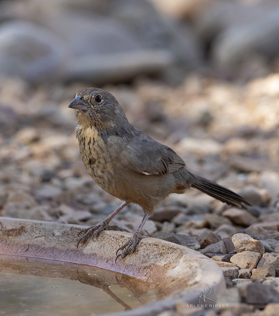 Canyon Towhee - ML624744153