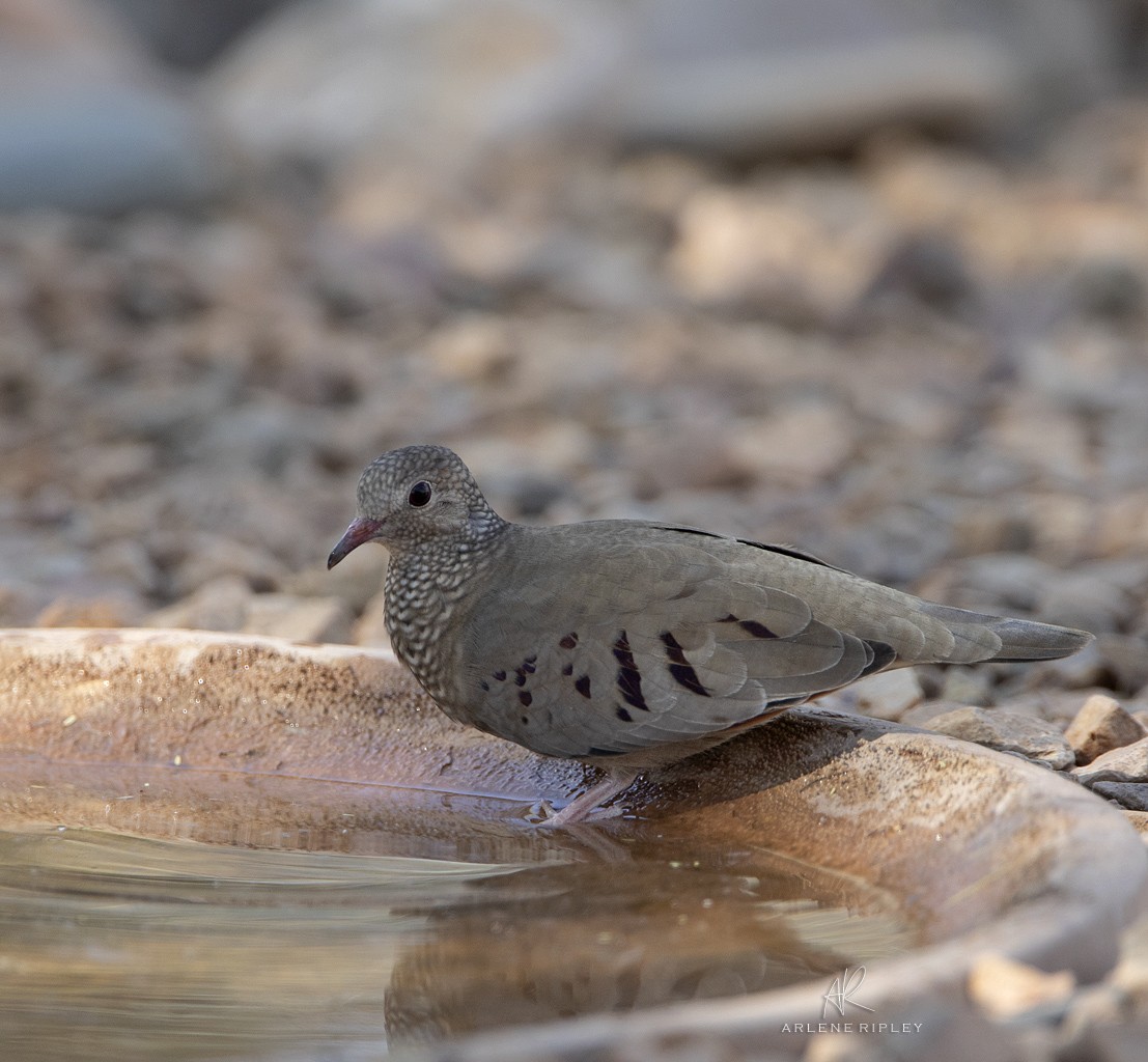 Common Ground Dove - ML624744156