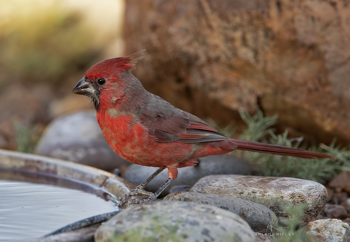 Northern Cardinal - ML624744161