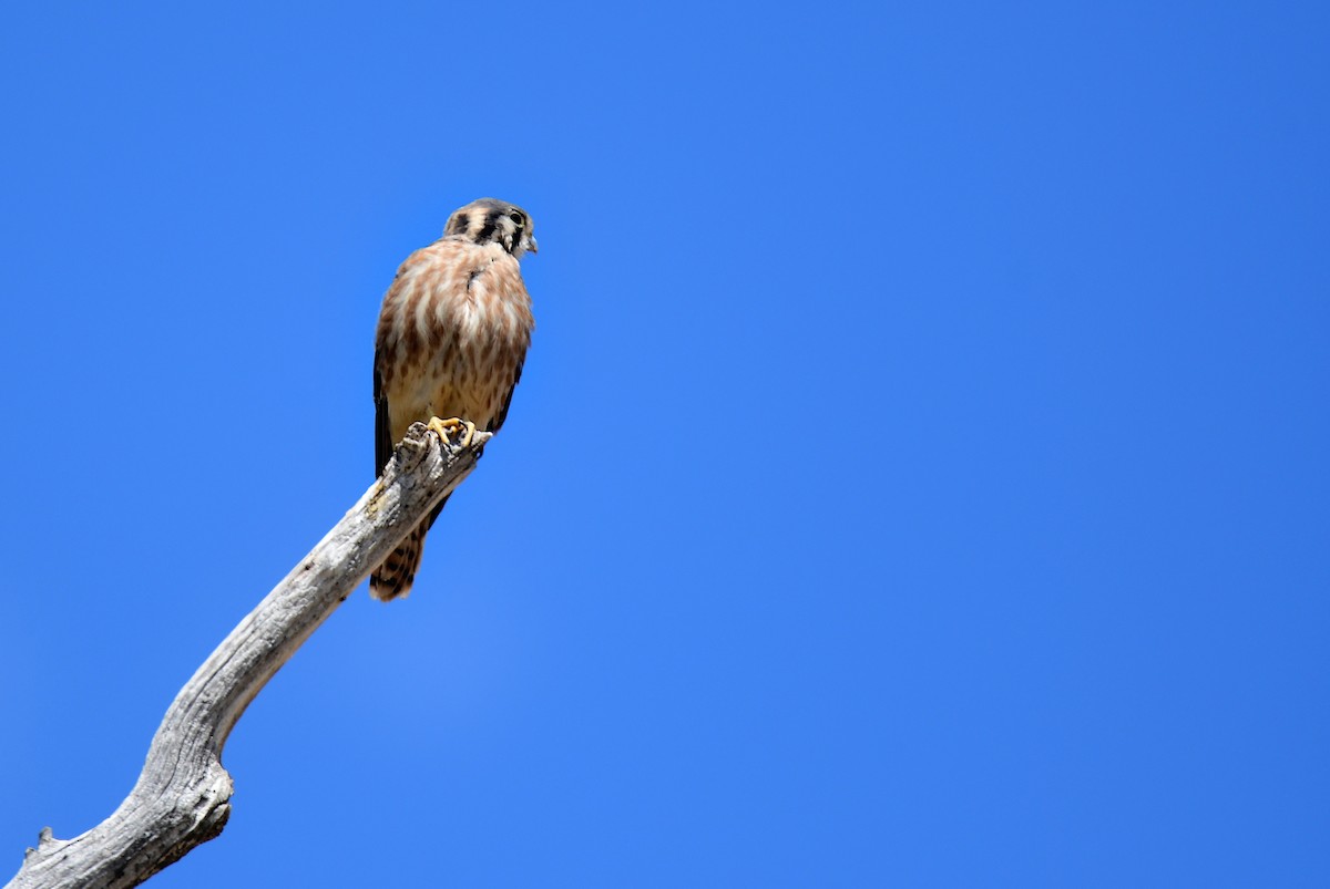 American Kestrel - ML624744198