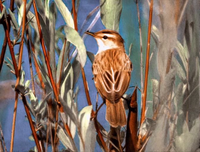 Streaked Reed Warbler - ML624744224