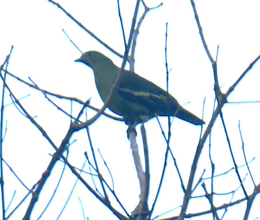 Gray-fronted Green-Pigeon - ML624744504